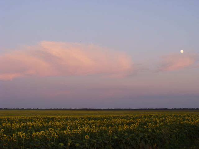 :  DSC04577.JPG
: 1350

:  36.4 