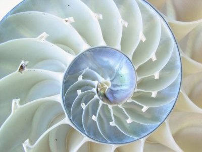 :  nautilus1.jpg
: 546

:  21.6 