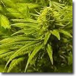 :  ganja.jpg
: 411

:  8.4 