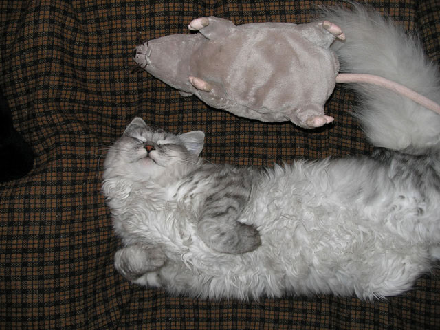 :  koshka.jpg
: 1188

:  116.6 