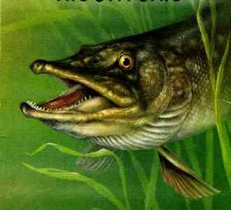 ��������:  pike.jpg
����������: 170

������:  11.1 �����