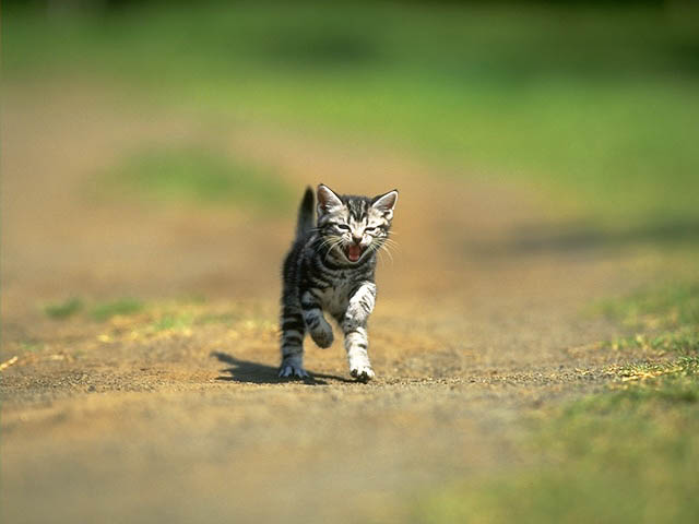 :  cat-671.jpg
: 199

:  29.2 